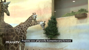 Pražská zoo připravila komentovaná krmení