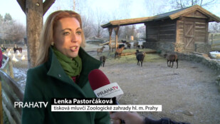 Prvními mláďaty v zoo jsou ovce a želva