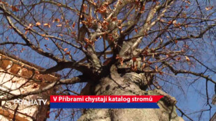 V Příbrami chystají katalog stromů