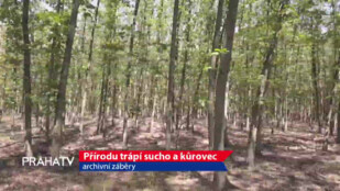 Přírodu trápí sucho a kůrovec