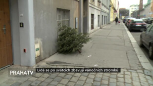 Lidé se po svátcích zbavují vánočních stromků