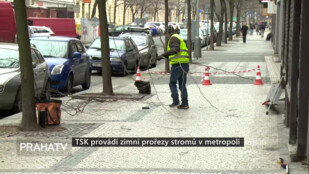 TSK provádí zimní prořezy stromů v metropoli