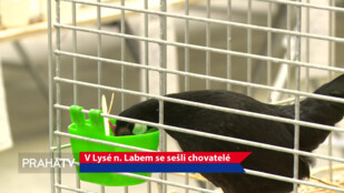 V Lysé nad Labem se sešli chovatelé