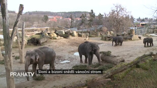 Sloni a bizoni snědli vánoční strom