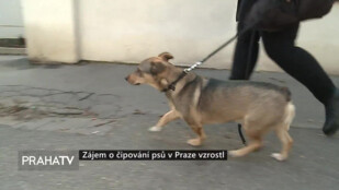 Zájem o čipování psů v Praze vzrostl