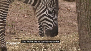 Zoo Praha zve na soutěž Dny zvířat