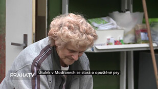 Útulek v Modřanech se stará o opuštěné psy