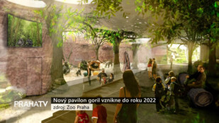 Nový pavilon goril vznikne do roku 2022