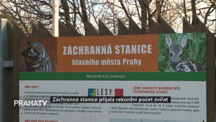 Záchranná stanice přijala rekordní počet zvířat