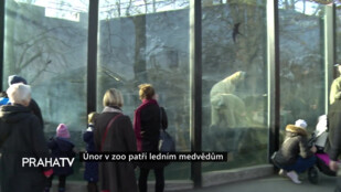 Únor v zoo patří ledním medvědům
