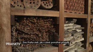 Zoo Praha radí jak v zimě pomáhat přírodě