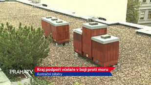 Kraj podpoří včelaře v boji proti moru