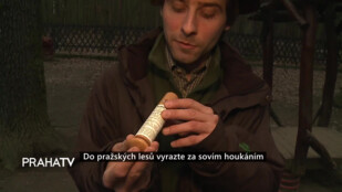 Do pražských lesů vyrazte za sovím houkáním