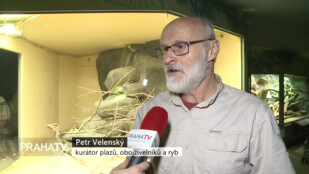 V Zoo probíhají ještěří námluvy