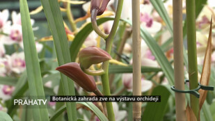 Botanická zahrada zve na výstavu orchidejí