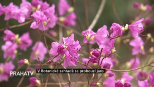 V Botanické zahradě se probouzí jaro
