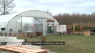 Pražané si oblíbili komunitní zahrady
