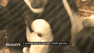 V pražské zoo se narodilo mládě guerézy