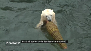 Pražská zoo oslavila den ledních medvědů