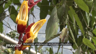 Botanická představuje orchideje z Ekvádoru