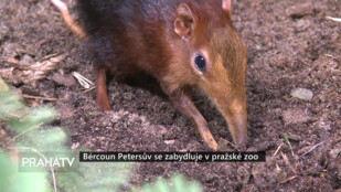 Bércoun Petersův se zabydluje v pražské zoo