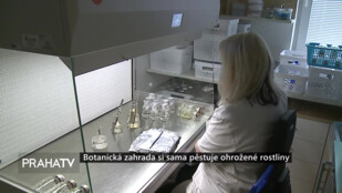 Botanická zahrada si sama pěstuje ohrožené rostliny