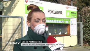 V Zoo Praha se narodila mláďata lemurů kata