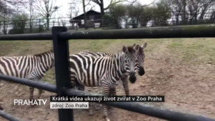 Krátká videa ukazují život zvířat v Zoo Praha