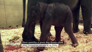 Sloní samička si první dny života užívá