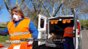 PVK zahájily deratizaci pražské stokové sítě