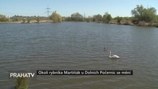 Okolí rybníka Martiňák u Dolních Počernic se mění
