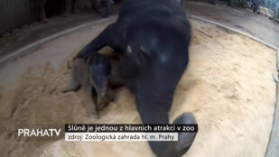 Slůně je jednou z hlavních atrakcí v zoo