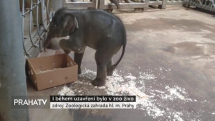 I během uzavření bylo v zoo živo