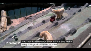 YouTube kanál ukazuje život zvířat v Zoo Praha