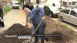 Praha pokračuje v osazování metropole stromy