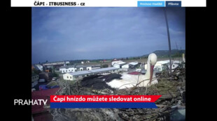 Čapí hnízdo můžete sledovat online