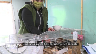 Záchranná stanice hlásí nárůst zvířecích pacientů