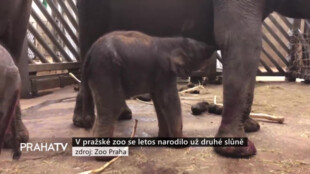 V pražské zoo se letos narodilo už druhé slůně