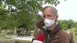 Zoo Praha představila slůňata veřejnosti