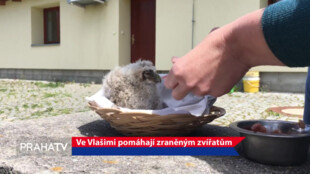 Ve Vlašimi pomáhají zraněným zvířatům