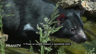 V Praze se usídlili klokani a tasmánští čerti