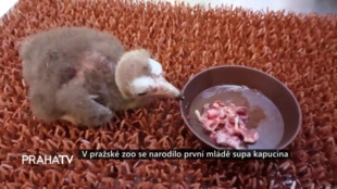 V pražské zoo se narodilo první mládě supa kapucína