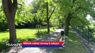 Mělník nabízí stromy k adopci