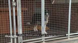 Útulek Městské policie v Troji funguje bez omezení