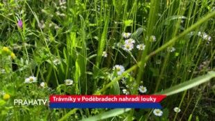 Trávníky v Poděbradech nahradí louky