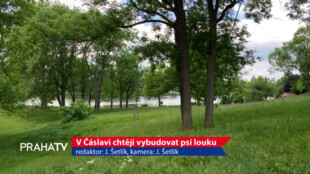 V Čáslavi chtějí vybudovat psí louku