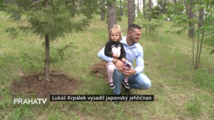 Lukáš Krpálek vysadil japonský jehličnan