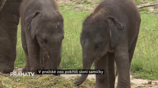 V pražské zoo pokřtili sloní samičky