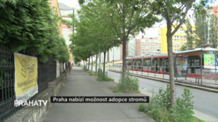 Praha nabízí možnost adopce stromů