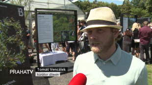 Botanická zahrada žije jehličnany